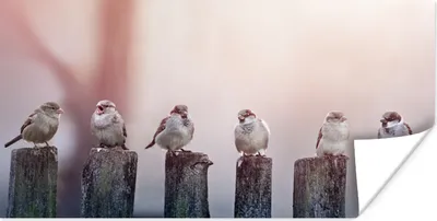 Produktbild von MuchoWow® Poster Vögel - Spatzen - Pfähle - Holz 120x60 cm - Bild