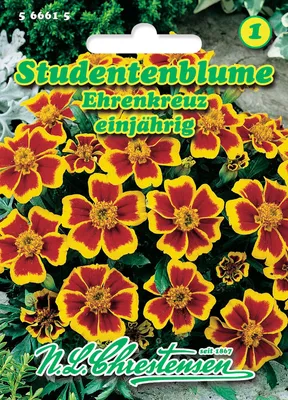 Produktbild von Studentenblume Ehrenkreuz | Studentenblumensamen von N.L. Chrestensen