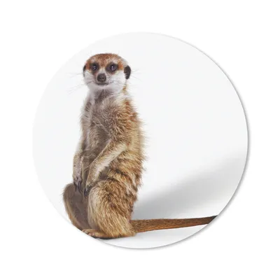 Produktbild von MuchoWow® Mauspad Mousepad Erdmännchen - Tiere - Fell 20x20 cm - Mousepads - Maus Mat - Pad - Mausunterlage - Schreibtischmatte