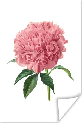 Produktbild von MuchoWow® Poster Blumen - Pfingstrose - Rosa 40x60 cm - Plakate für die Wand - Poster Babyzimmer