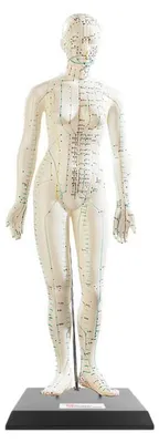 Image de Modèle d'acupuncture 45 cm - Femme
