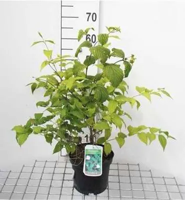 Immagine prodotto di Rhodotypos scandens - Rosaio bianco 30- 40 cm - Contenitore