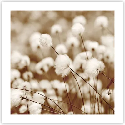 Produktbild von Poster - Poster ohne Rahmen - Baumwolle Boho Wollig - 50x50 cm - Wand Bild - Wanddeko - Wandbilder - Kunstposter - Wandposter - Bilder - Kunstdruck - Wanddekoration - Wandbild - P2XAC50x50-4850