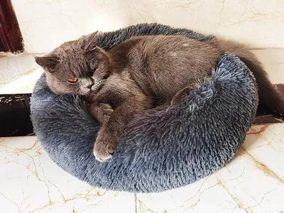 Produktbild von Famanu Katzenbett Faltbar - Weich und Plüschig für Katzen und kleine Hunde