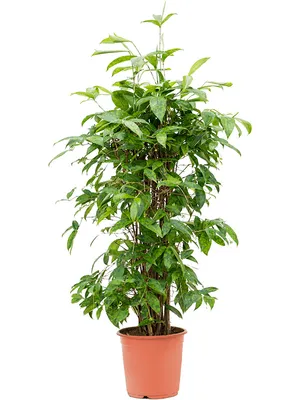 Obrázek produktu pro Gardners Dracaena surculosa, průměr 24 cm