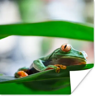 Produktbild von MuchoWow® Poster Frösche in der Natur von Costa Rica 50x50 cm - Wohnzimmerdekoration