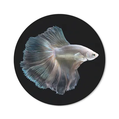 Produktbild von MuchoWow® Mauspad Mousepad Fisch - Schwanz - Weiß 30x30 cm - Mousepads - Maus Mat - Pad - Mausunterlage - Tischunterlage - Schreibtischmatten