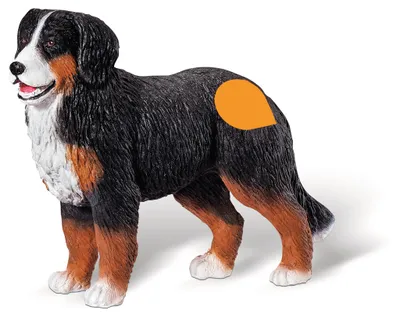 Produktbild von Ravensburger - Tiptoi Spielfigur Berner Sennen Hund