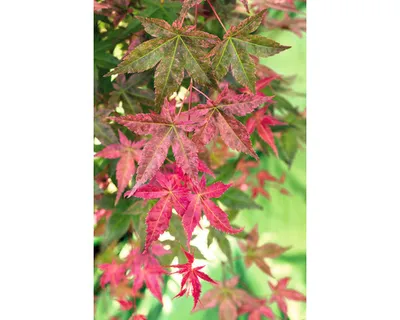Obrázek produktu pro Javor dlanitolistý japonský Acer palmatum 'Beni Maiko' výška 30-40 cm květináč 3 l