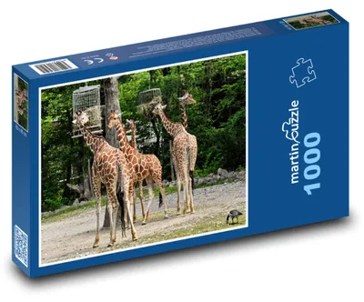 Obrázek produktu pro martinpuzzle - Puzzle 1000 - Žirafy - divoké zvíře, Afrika