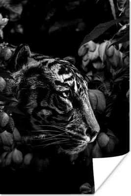 Produktbild von MuchoWow® Poster Tiger zwischen den Blumen - schwarz und weiß 120x180 cm - Kunstposter