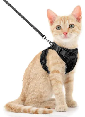 Produktbild von Katzengeschirr mit Leine, verstellbar, atmungsaktiv, S, Schwarz