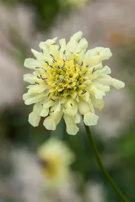 Produktbild von Scabiosa ochroleuca, Gelbe Skabiose, ca. 9x9 cm Topf