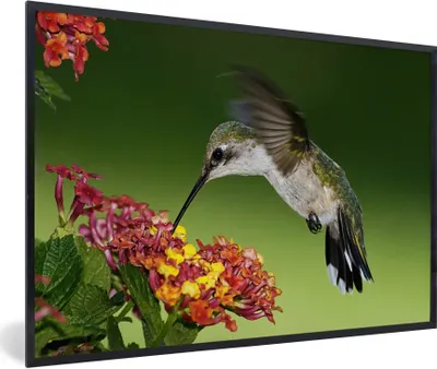 Produktbild von MuchoWow® Gerahmtes Poster Kolibri - Blume - Vogel 90x60 cm - Poster mit Schwarzem Bilderrahmen Wandposter Rahmen Foto Bilder - Fotorahmen - Foto-Plakat