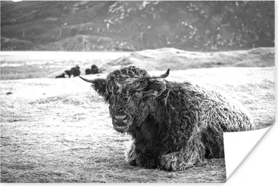 Produktbild von MuchoWow® Poster Schottisches Hochlandrind - Berg - Tiere 180x120 cm - Fotoplakat