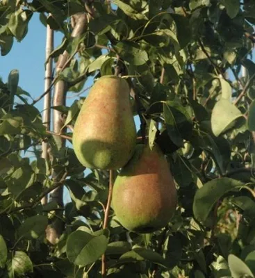 Obrázok produktu pre Hruška - Pyrus communis 'Alexander Lucas' - jesenná hruška cca 120 cm