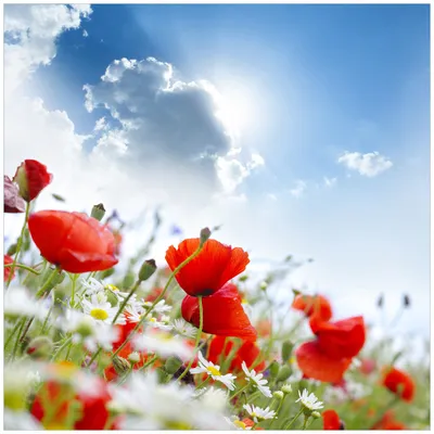 Produktbild von Wallario Wandbild aus Acryl, 50 x 50 cm, freischwebende Optik - Mohnblumen unter blauem Himmel