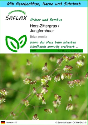 Produktbild von SAFLAX Geschenk Set - Herz-Zittergras / Jungfernhaar - Briza media - 75 Samen - Mit Geschenkbox, Versandaufkleber, Geschenkkarte und Anzuchtsubstrat