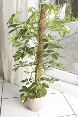 Produktbild von "Coco" Stab für Kletterpflanzen - H 1,20 m -