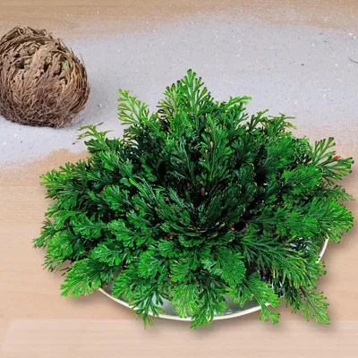 Produktbild von Die Rose von Jericho |Wüstenrose Auferstehungspflanze, Wüstenpflanze