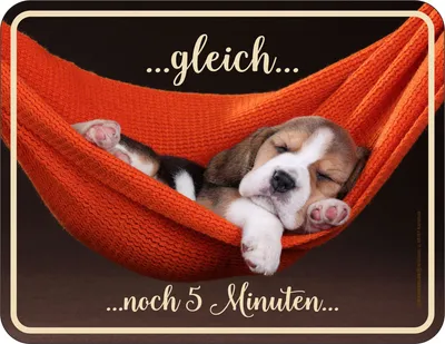 Produktbild von Hunde - Fun-Schilder - Welpe gleich ...