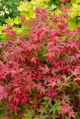 Produktbild von Acer palmatum 'Englishtown', Japanischer Ahorn, 80–100 cm