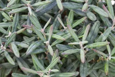Produktbild von Andromeda polifolia 'Blue Ice', Lavendelheide, blaugrün, 10–15 cm