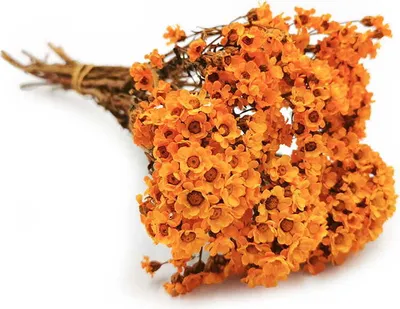 Produktbild von Oxodia Getrocknete -  (Ixodia) - Orange
