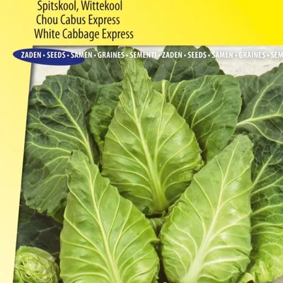 Image de Graines de chou pointu et de chou blanc Firstfruits – Cultivez des choux pointus nutritifs et croquants pour une récolte précoce dans votre jardin potager.