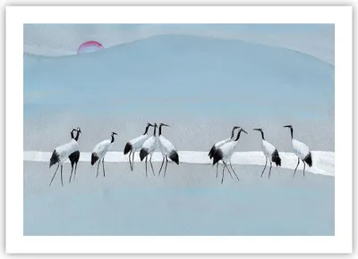 Produktbild von Poster - Poster ohne Rahmen - Vögel Kraniche Natur - 70x50 cm - Wand Bild - Wanddeko - Wandbilder - Kunstposter - Wandposter - Bilder - Kunstdruck - Wanddekoration - Wandbild - P2XAA70x50-4921