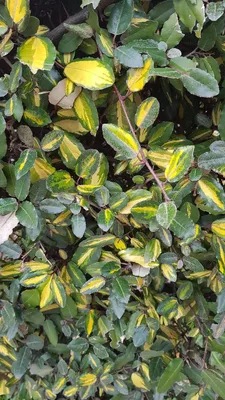 Image de Elaeagnus pungens 'Maculata aurea' / Chalef panaché