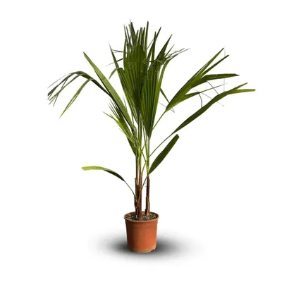 Image de Washingtonia robusta - palmier nain - ↕ 110-120 cm - ⌀ 19 cm - plante d'extérieur