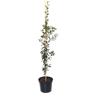 Produktbild von Säulenbirne `Decora´ (zweijährig) Birnenbaum