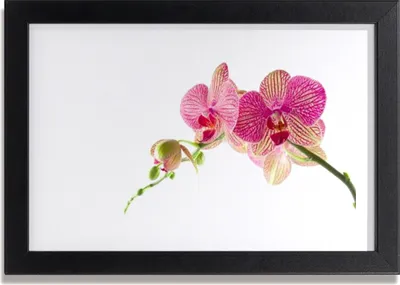 Produktbild von Bild 30x20 MDF-Rahmen Wandkunst Blumen Pflanzen