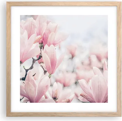 Produktbild von Gerahmtes Poster - Rahmen in heller Eiche - Magnolie Blumen Rosa - 40x40 cm - Wand Bild - Wanddeko - Wandbilder - Kunstposter - Wandposter - Bilderrahmen - Bilder - Kunstdruck - P2NAC40x40-4396