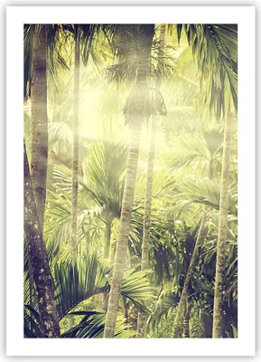 Produktbild von Poster - Poster ohne Rahmen - Morgendämmerung Dschungel Palmen - 50x70 cm - Wand Bild - Wanddeko - Wandbilder - Kunstposter - Wandposter - Bilder - Kunstdruck - Wanddekoration - P2XPA50x70-4450