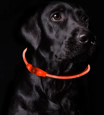 Produktbild von 2x LED Leuchtband für Hunde Rot Hundehalsband mit Akku 3-6 Std und Blinkfunktion