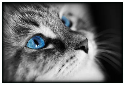 Produktbild von Wallario Küchenrückwand aus Glas, Größe: 90 x 60 cm, Motiv: Schwarz-weiß getigerte Katze mit leuchtend blauen Augen | Spritzschutz | abwischbar | pflegeleicht | in