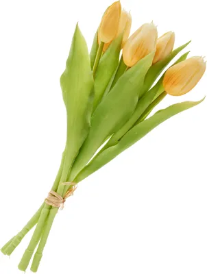 Produktbild von Tulpen Bund mit 3 Blüten und 2 Knospen, L ca. 31 cm Light Yellow
