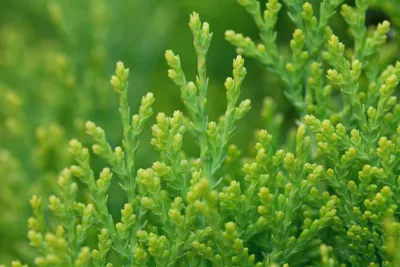 Produktbild von Thuja orientalis 'Aurea Nana', Lebensbaum, goldgelb, 30–40 cm