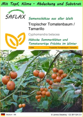 Produktbild von SAFLAX Garden to go - Tropischer Tomatenbaum / Tamarillo - Cyphomandra betacea - 50 Samen - Mit Topf, Klima - Deckel und Anzuchtsubstrat