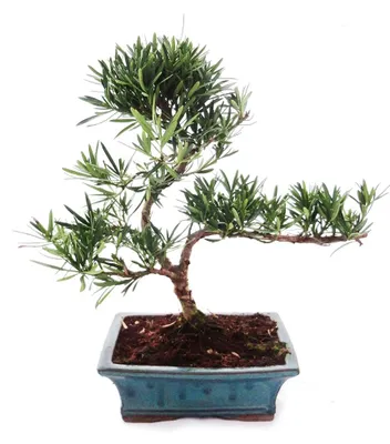 Obrázek produktu pro Venkovní bonsaj Podocarpus - Tis malolistý 20cm