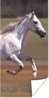Produktbild von MuchoWow® Poster Pferd - Licht - Gras 20x40 cm - Plakat - Foto