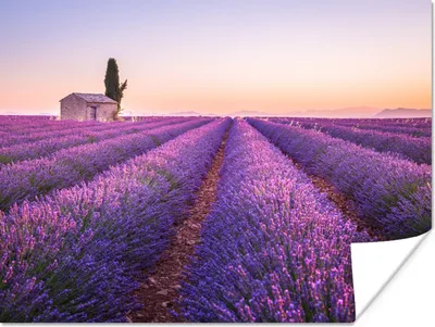 Produktbild von MuchoWow® Poster Lavendel - Sonnenuntergang - Lila - Blumen 120x90 cm - Wandbild