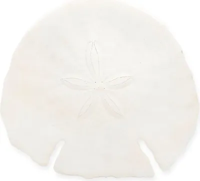 Produktbild von Pfeilspitzen Sanddollar Größ ca. 14cm| Echinodiscus auritus