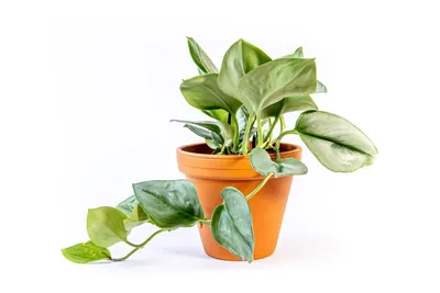Obrázek produktu pro Gardners Scindapsus Moonlight, průměr 12 cm