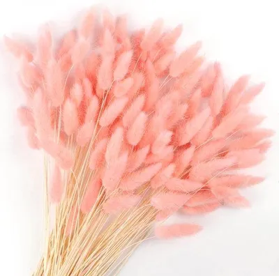 Image de Herbes de la pampa aux couleurs naturelles, queues de lapin naturelles, décoration pour le salon, style bohème, compositions florales (rose)
