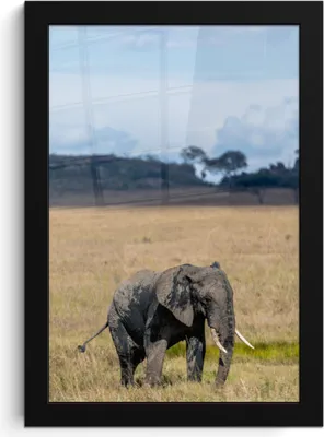 Produktbild von MuchoWow® MuchoWow® Gerahmtes Poster Elefant - Gras - Tiere - Natur 20x30 cm - Poster mit zchwarzem Bilderrahmen - Drucken - Bilder Poster im Rahmen