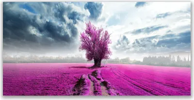 Produktbild von Glasbilder 120x60 Wandbild Druck auf Glas Wiese Baum Natur