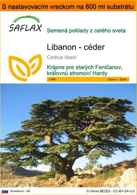Obrázok produktu pre SAFLAX Garden in the bag - Libanon - céder - Cedrus libani - 20 Semená - S pestovateľským substrátom v praktickom samostaviteľnom vrecku